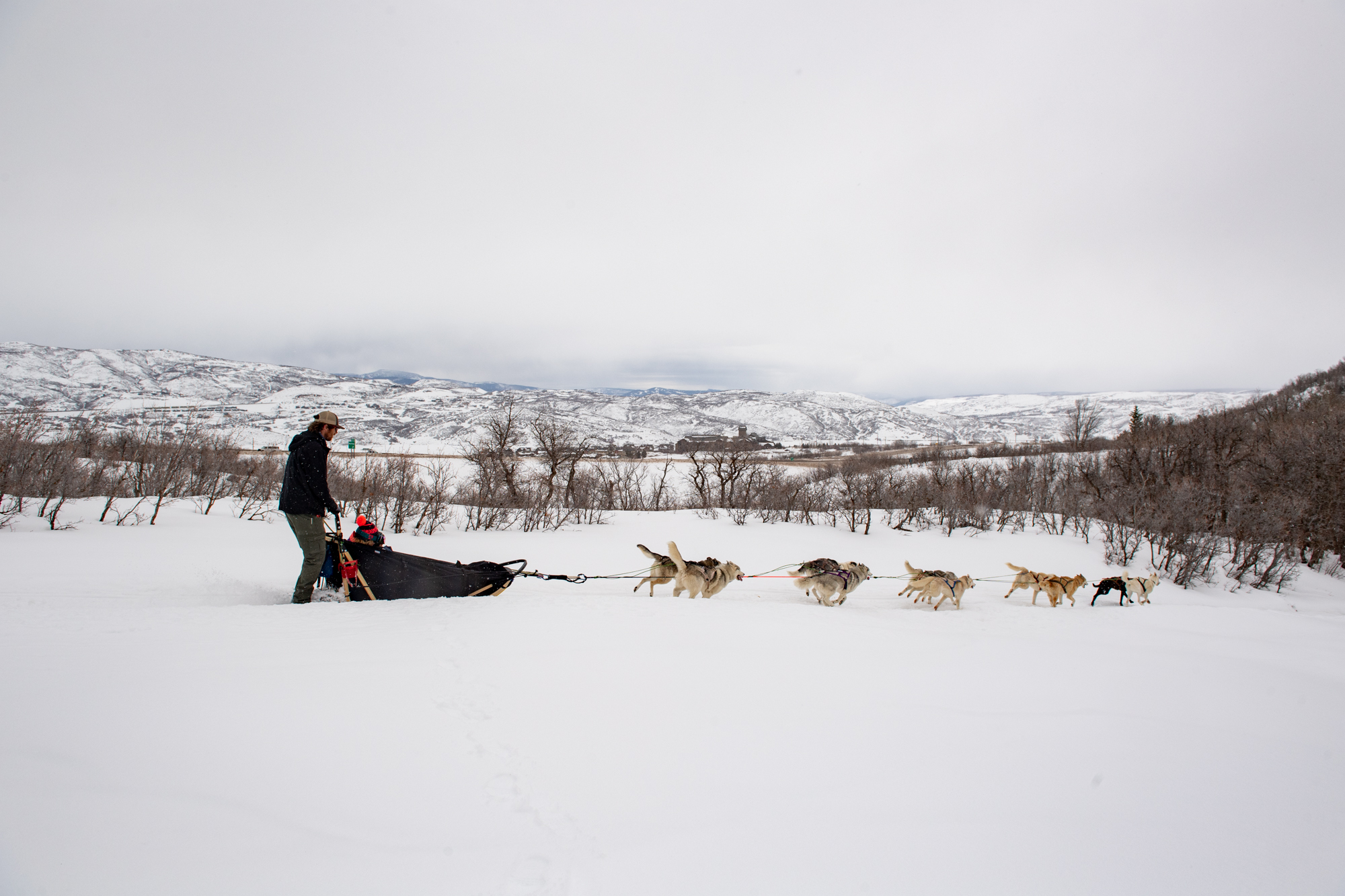 dog sled team clipart cute