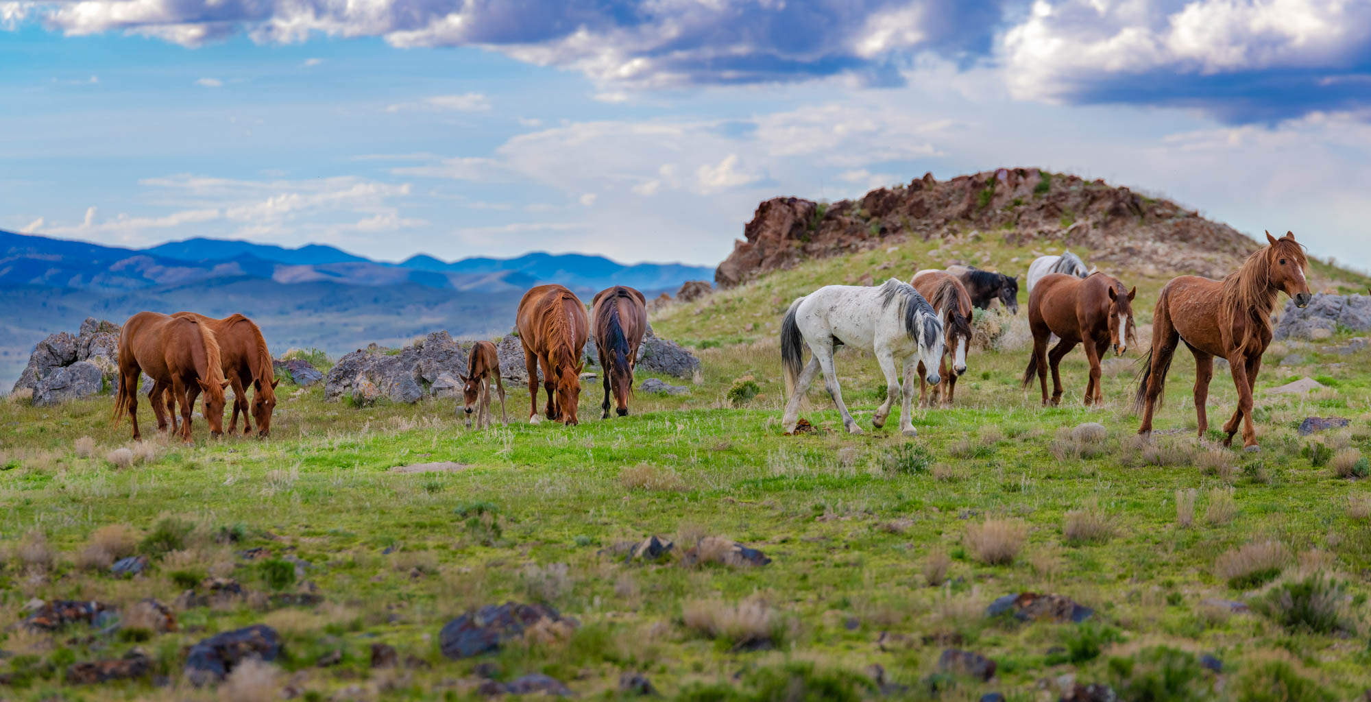 5 Ways To See Wild Horses In Utah Visit Utah