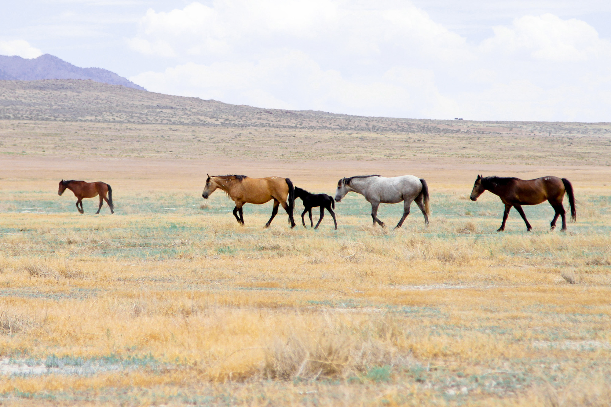 Delta, Utah  Town History and Cultural Attractions  Visit Utah