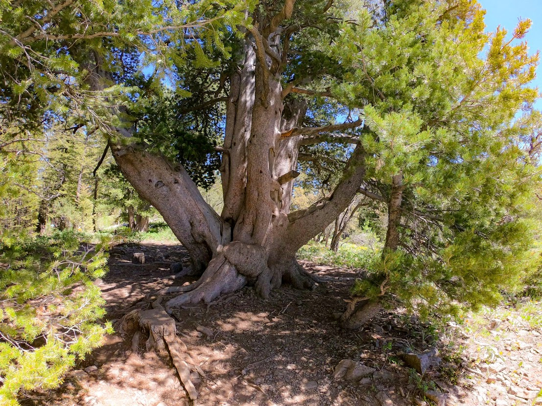 A Stroll Up Bear Lake's Limber Pine Trail A QuickHit Classic Visit Utah