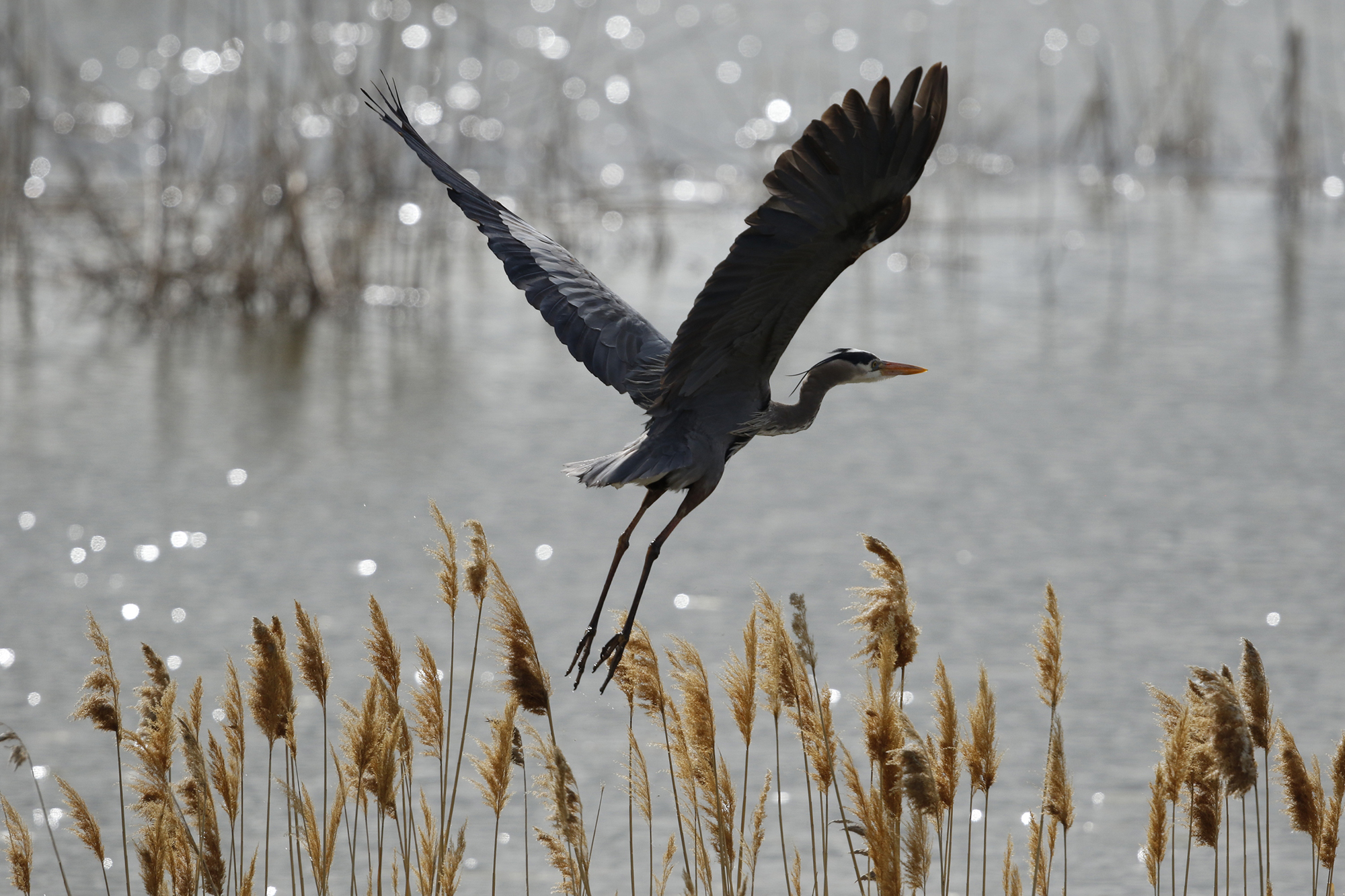 Bear River Migratory Bird Refuge Visit Utah