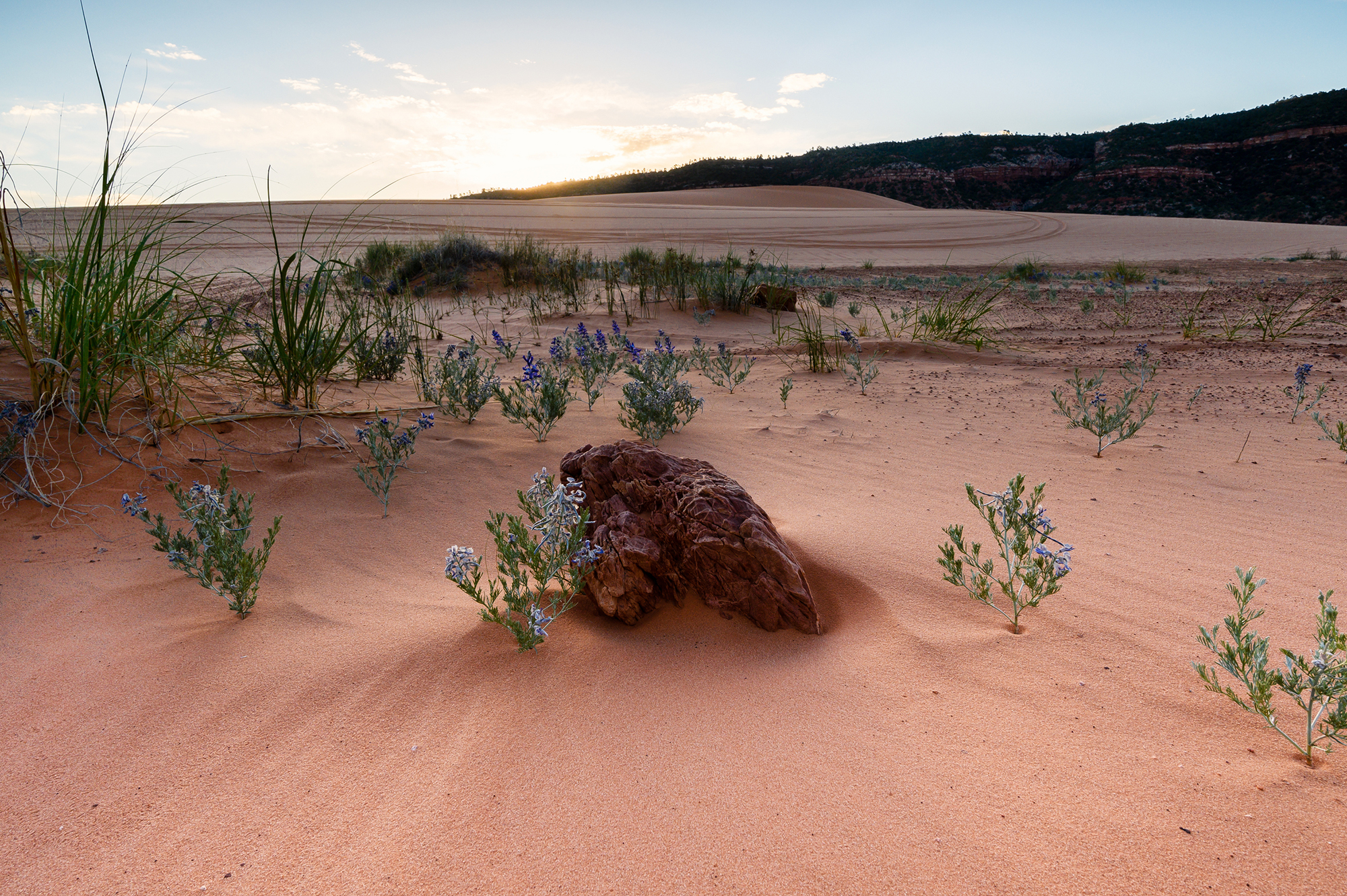 Coral Pink Sand Dunes State Park Utah Dunes Visit Utah