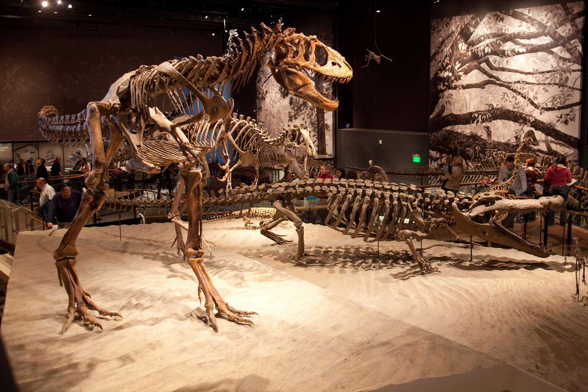 Utahraptor, Paleontology, Prehistoric Museum, Eastern