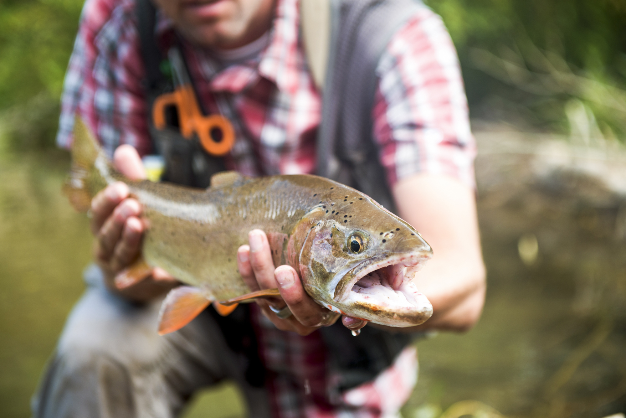 Provo River Fishing Regulations - Know the Rules and Protect our Fishery